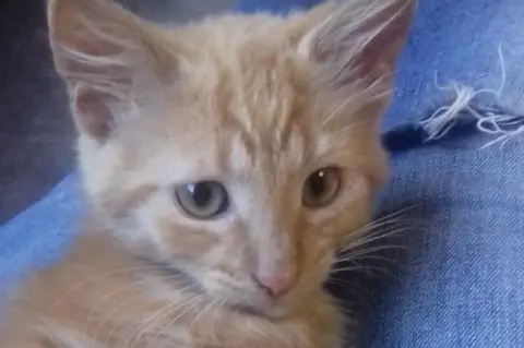 Cats Protection Kitten called Angus