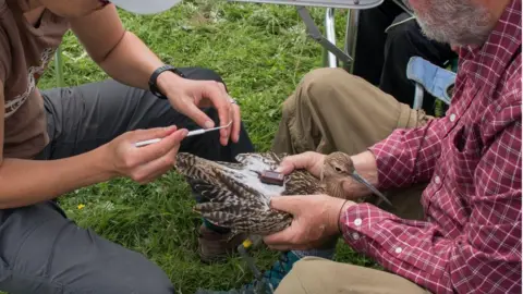 BTO/Pa Wire Monitored curlew