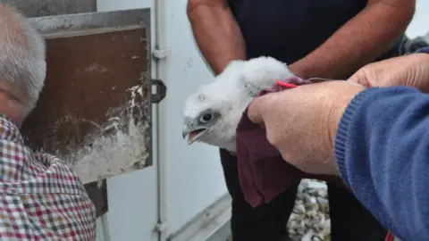 Peregrine chick at The Mill