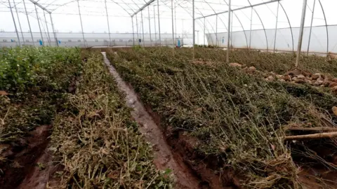 Reuters Crushed roses are seen destroyed inside a greenhouse at the Solai farm after their dam burst its walls,