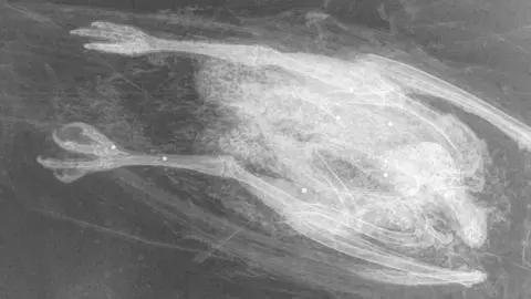 North Yorkshire Police X-ray image of a dead buzzard