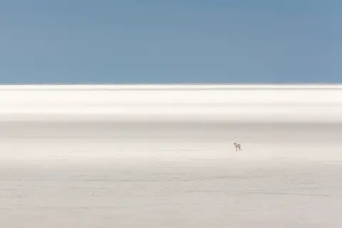 Bertus Venter A cheetah on a wide-open plain