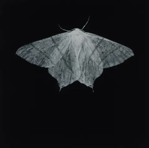 Sarah Gillespie Swallow tail