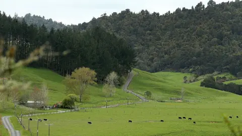 Getty Images New Zealand farm