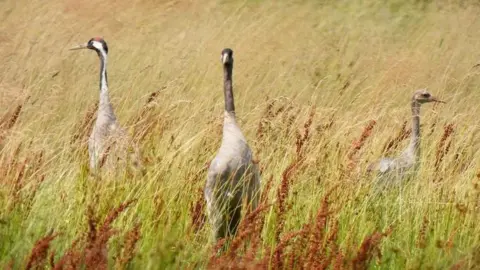 RSPB Cranes