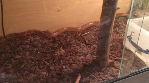 Animal Experience Dave the corn snake at Stretham's Animal Experience