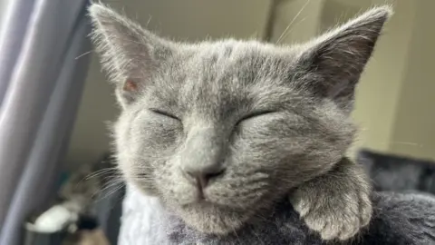 Josie Simpson face of grey cat with eyes closed