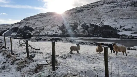 Harry Walsh Hardy sheep woke to a white blanket of snow at Loughros Point, Ardara, County Donegal