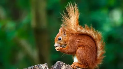 Getty Images Red squirrel