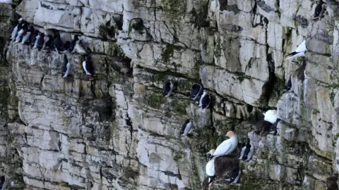 RSPB Birds, including Guillemots, perched on a cliff face