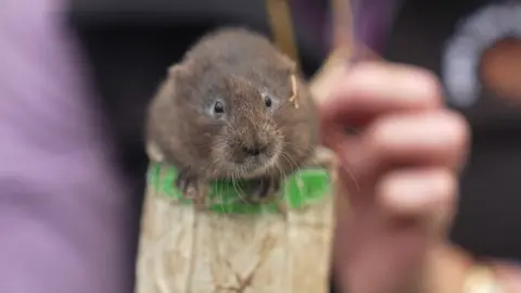 Kevin Church/BBC Water vole on pole