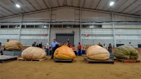 Getty Images Giant pumpkins