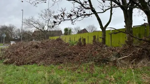 ANDREW TURNER/BBC Felled oak trees on the verge of the A149 Caister Bypass.