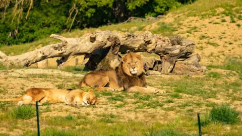 Port Lympne Lions Hunter and Oudrika