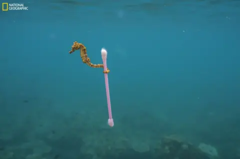 Justin Hofman / National Geographic Seahorse