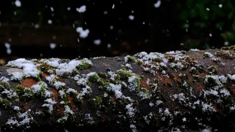 Squiz/BBC Weather Watchers Snowfall on a log in Felixstowe, Suffolk