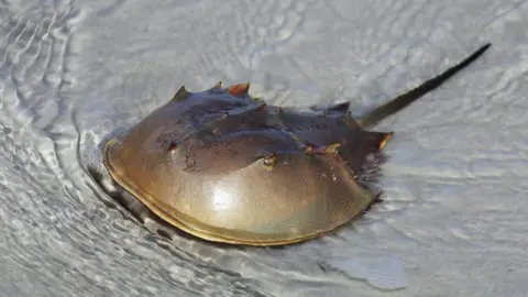 Getty Images A horseshoe crab