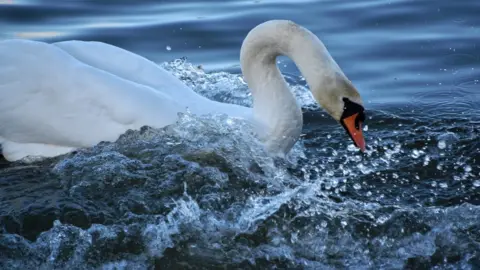 Getty Images Swan