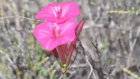 Enoc Jara Ipomoea noemana