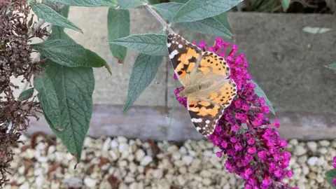 Linda Smith Painted lady butterfly