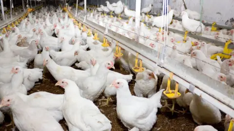 Getty Images Chickens bred for meat