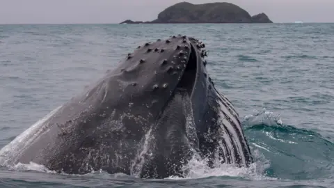 British Antarctic Survey Humpback whale (c) BAS