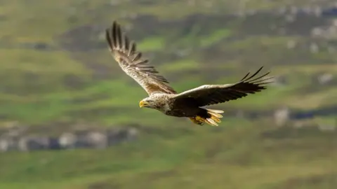 Getty Images White-Tailed Eagle (Haliaeetus albicilla) in flght on July 10, 2017 in Mull Island, Scotland