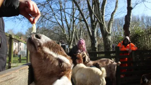 SWCF Animals at the farm