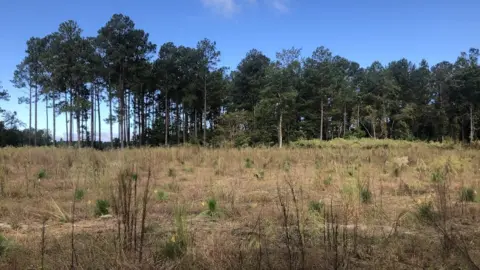 Christine Ro A pine forest being replanted near Fayetteville North Carolina