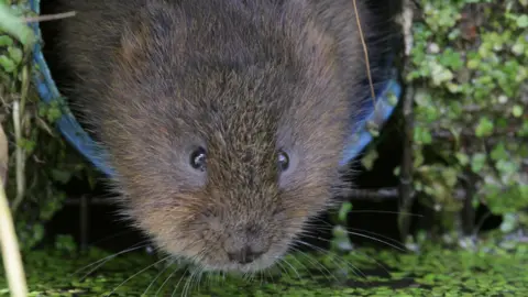 Nottinghamshire Wildlife Trust Water Vole
