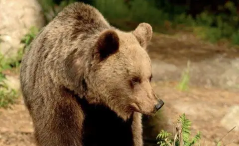 Trentino province File pic of a bear in the Trentino province of Italy