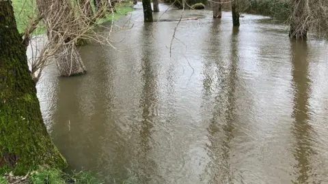 BBC Weather Watchers/Gumfreston Flooded forest