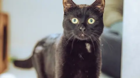 RSPCA black cat