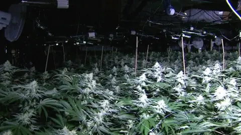 Cannabis factory