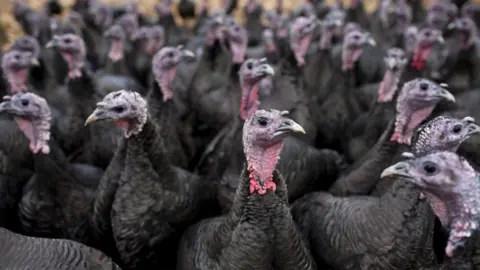 Getty Images Flock of Turkeys