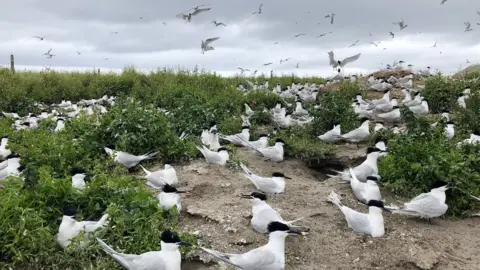 RSPB Sandwich terns on Coquet Island