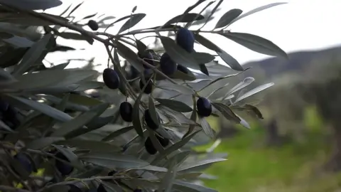 Getty Images Olive tree