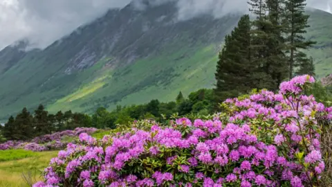 Getty Images Rhododendron is an invasive species in Scotland