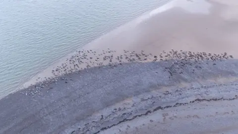 Cumbria Wildlife Trust Seals along the beach at the South Walney Nature Reserve