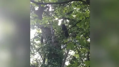 Dog and Bone Club Russell the crow