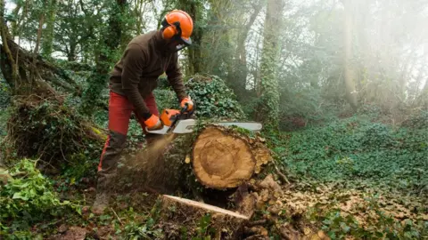 Henry Arden/Getty Images Man felling a tree