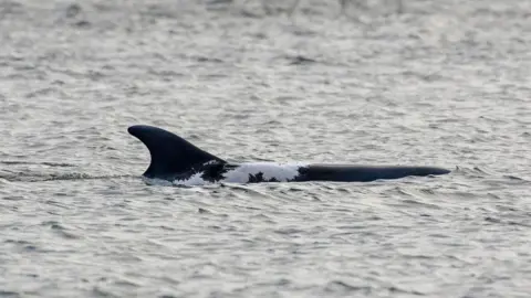 Charlie Phillips/WDC Spirtle