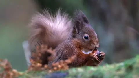 A red squirrel holding a nut in its hands in a woodland scene