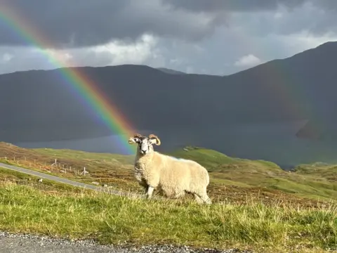 Emma Sudron A sheep looks into the camera while on a hill, with a rainbow in the sky above it