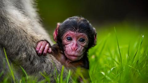 Baby Barbary macaque
