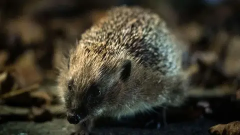 A hedgehog in its natural habitat, on a woodland floor.