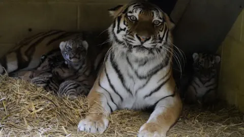 Ian Turner/ Longleat A tiger surrounded by four tiger cubs