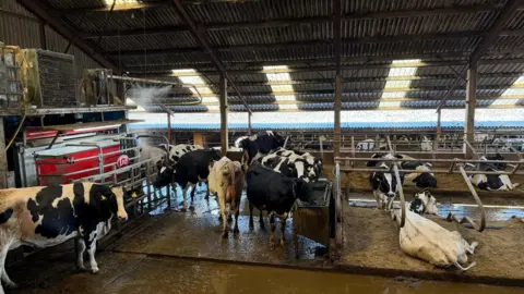 Herds of cows are standing in a cow shed. Some cows are sitting on the floor while others stand next to metal barriers.