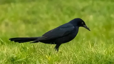 Frank Wildman A black bird, slightly smaller than a crow, with a long set of tail feathers, is pictured from the side standing on a patch of grass