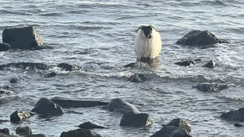 Howick Coastguard A sheep is standing in about a foot of water surrounded by rocks.